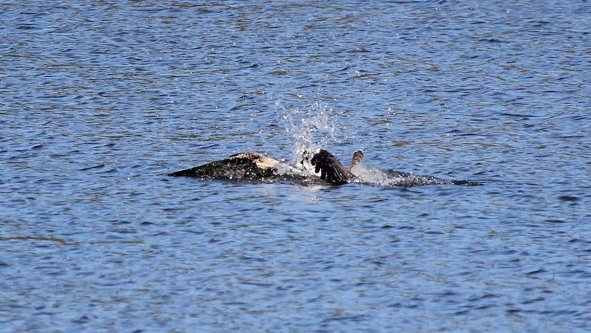 Balbuzard pêcheur (carolinensis) - ML65497931