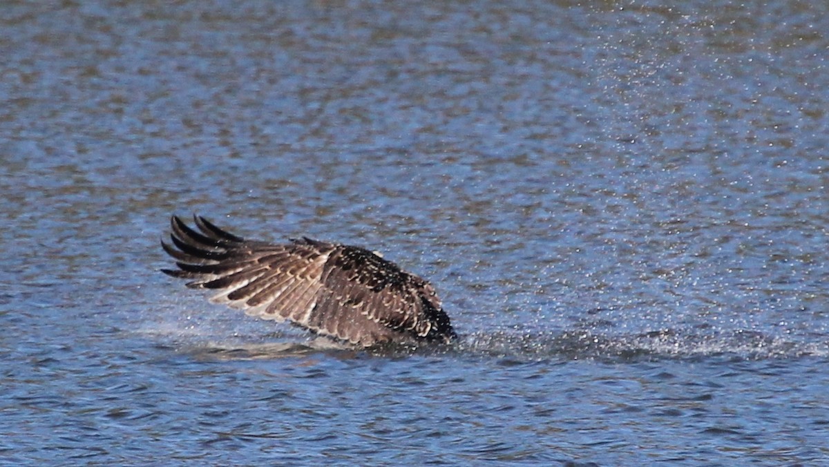 Osprey (carolinensis) - ML65497961