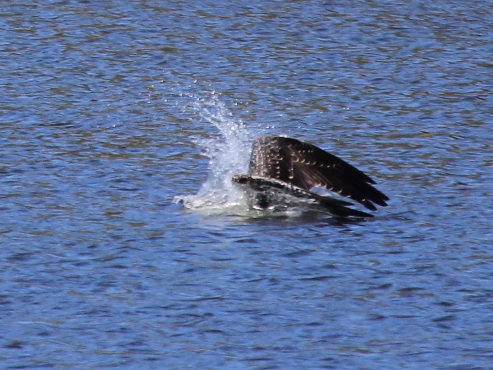 Balbuzard pêcheur (carolinensis) - ML65497991