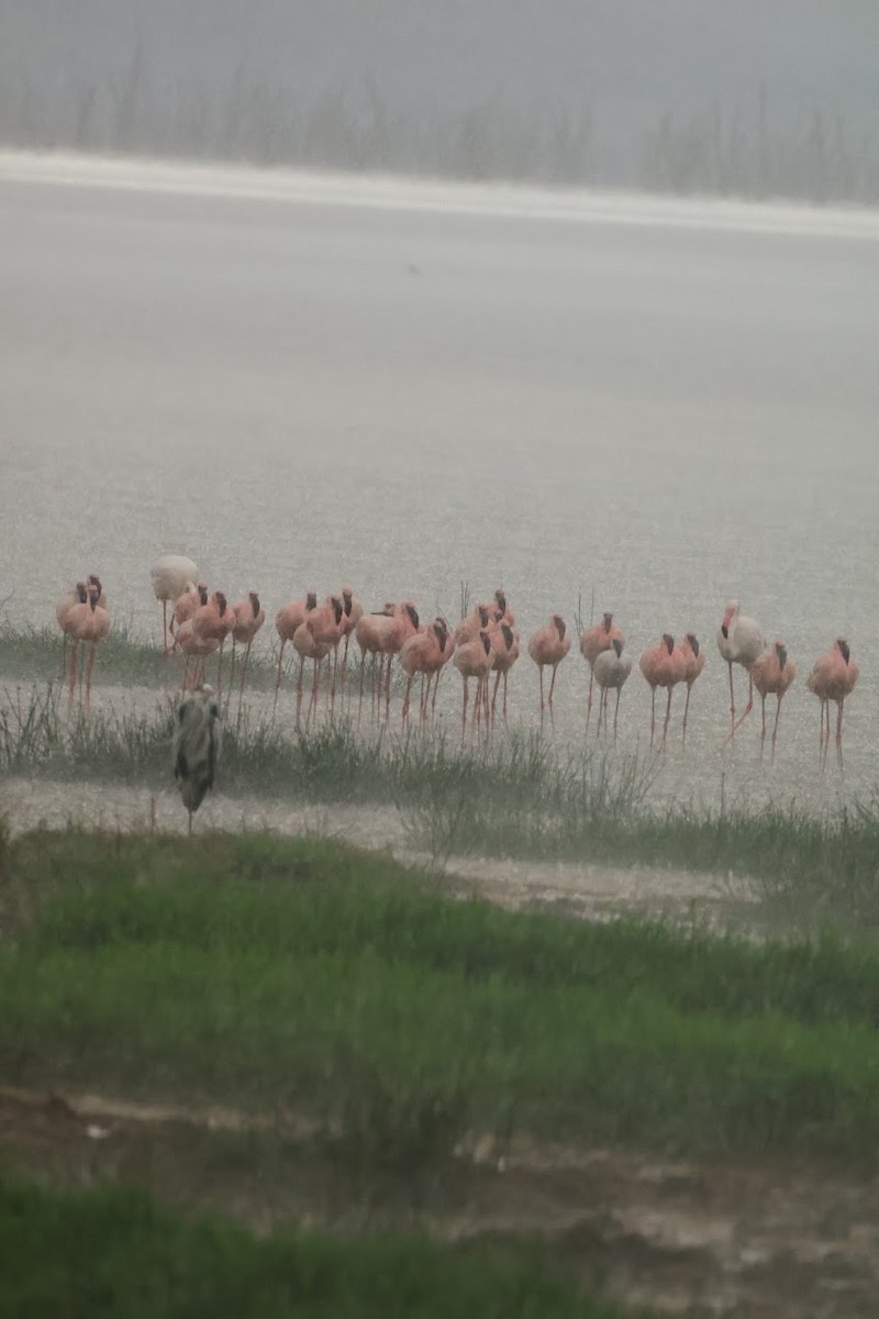 Lesser Flamingo - ML654980336