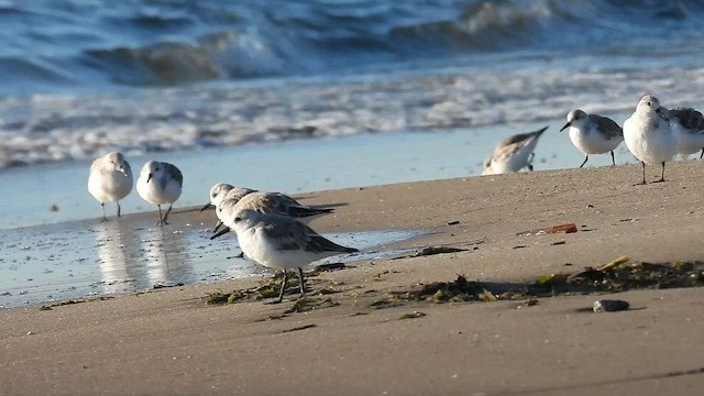 Sanderling - ML654980876