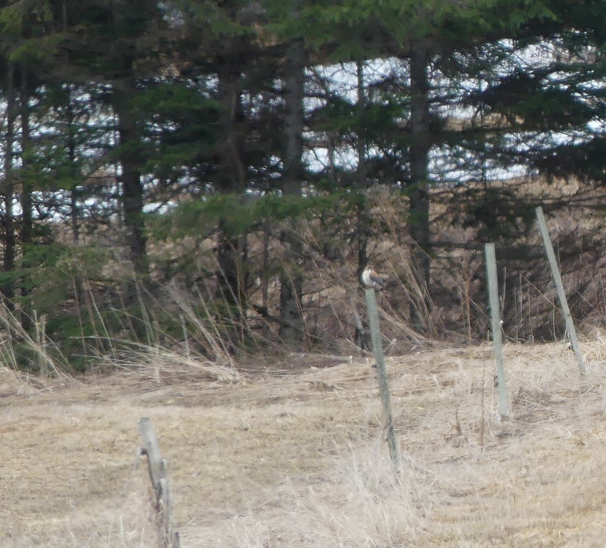 American Kestrel - ML654982739