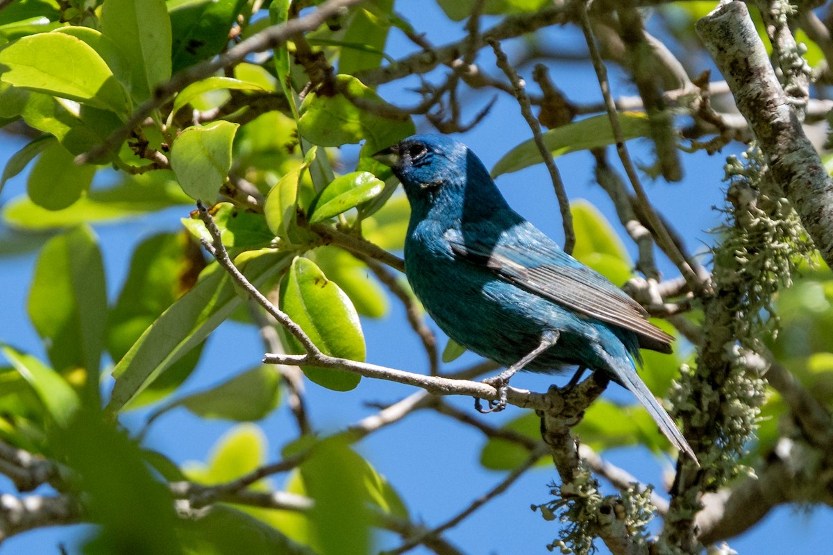 Indigo Bunting - ML654982892