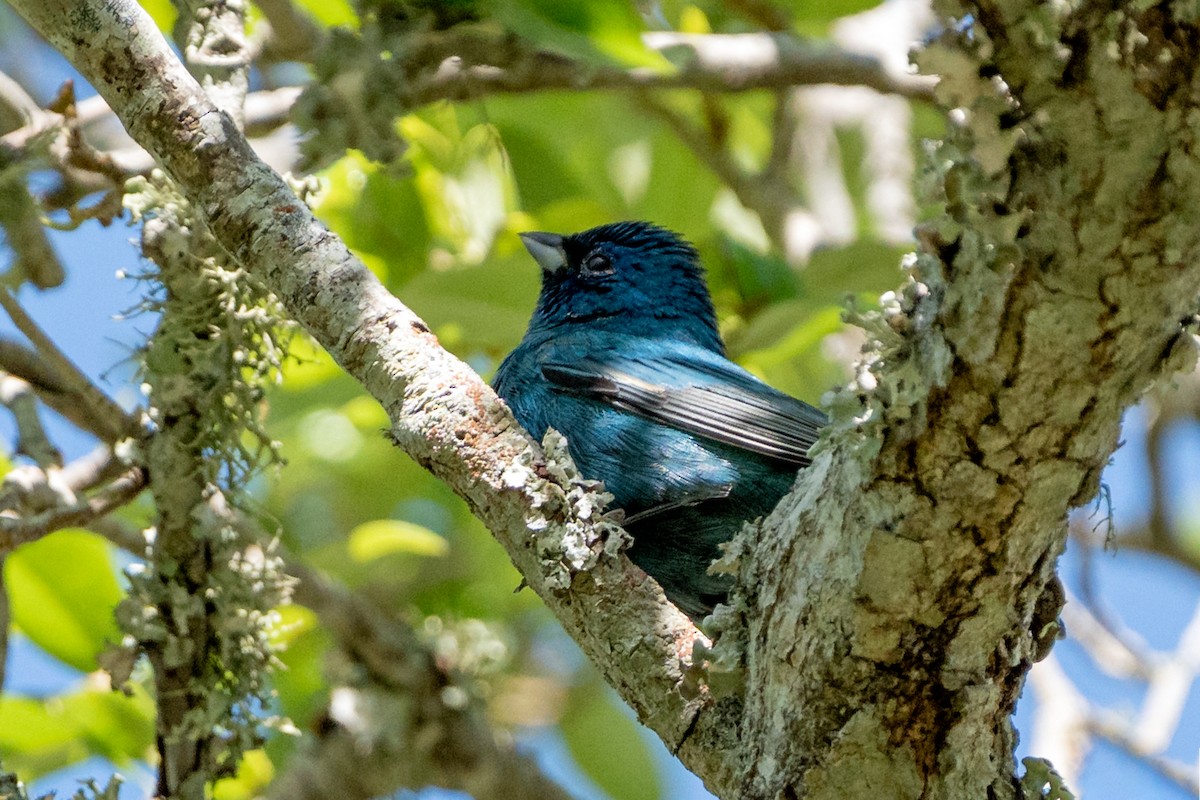 Indigo Bunting - ML654982893