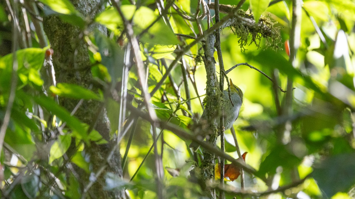 Yellow-throated Woodland-Warbler - ML654983691