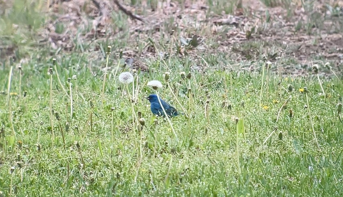 Indigo Bunting - ML654984423