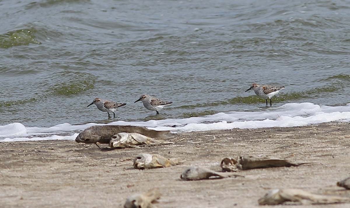 Bergstrandläufer - ML654984475