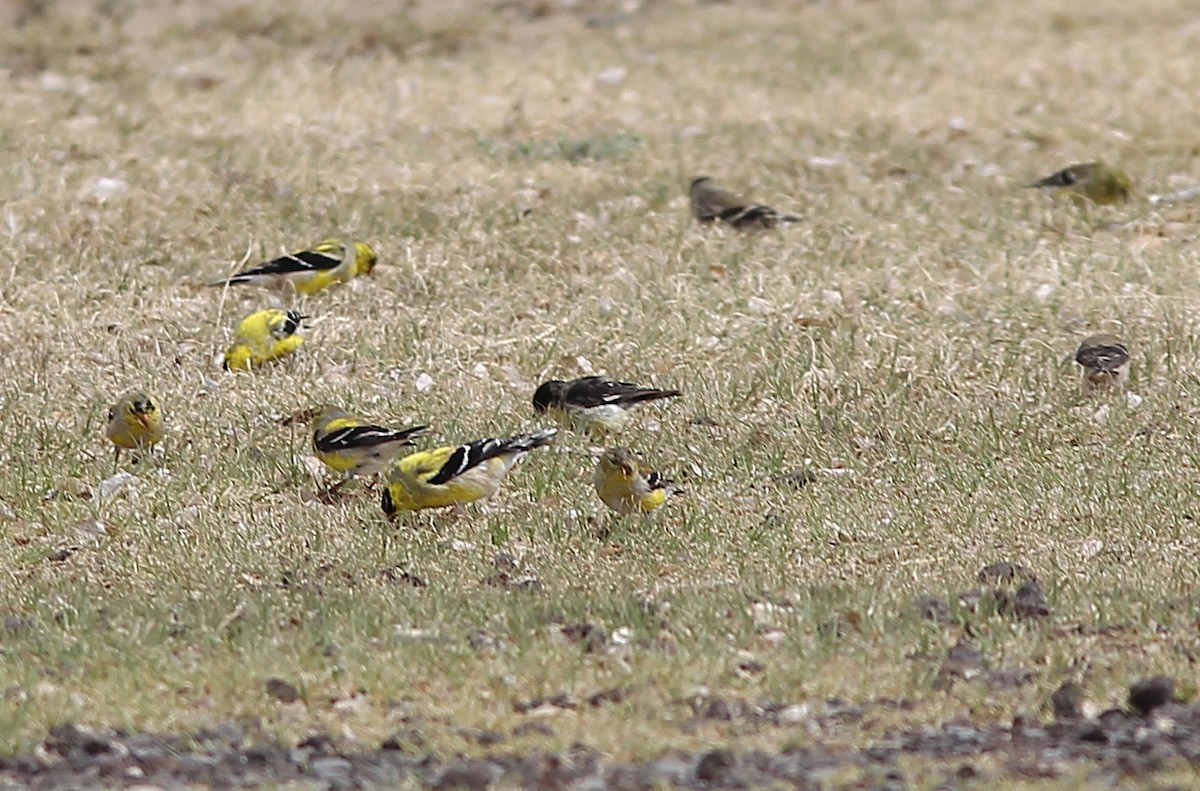 Mexikozeisig - ML654984525