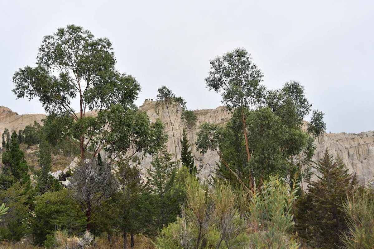 null - ML654984552