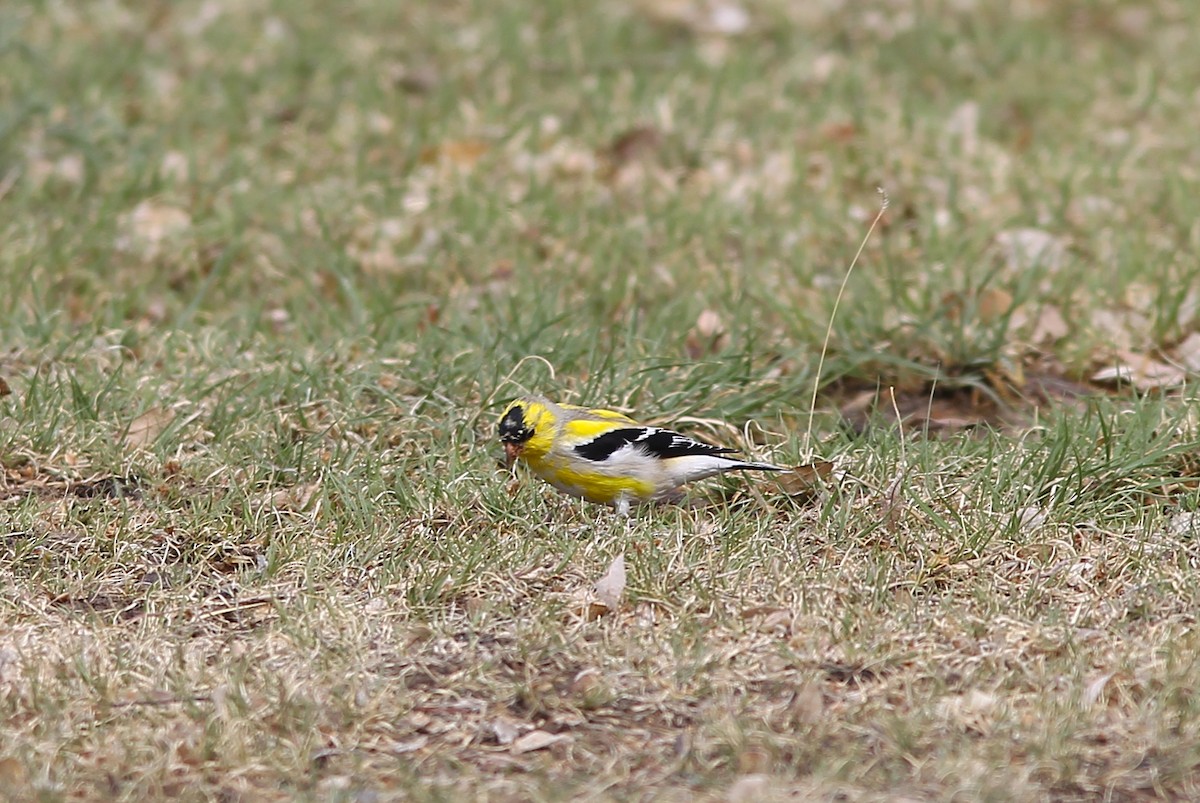 Goldzeisig - ML654984553