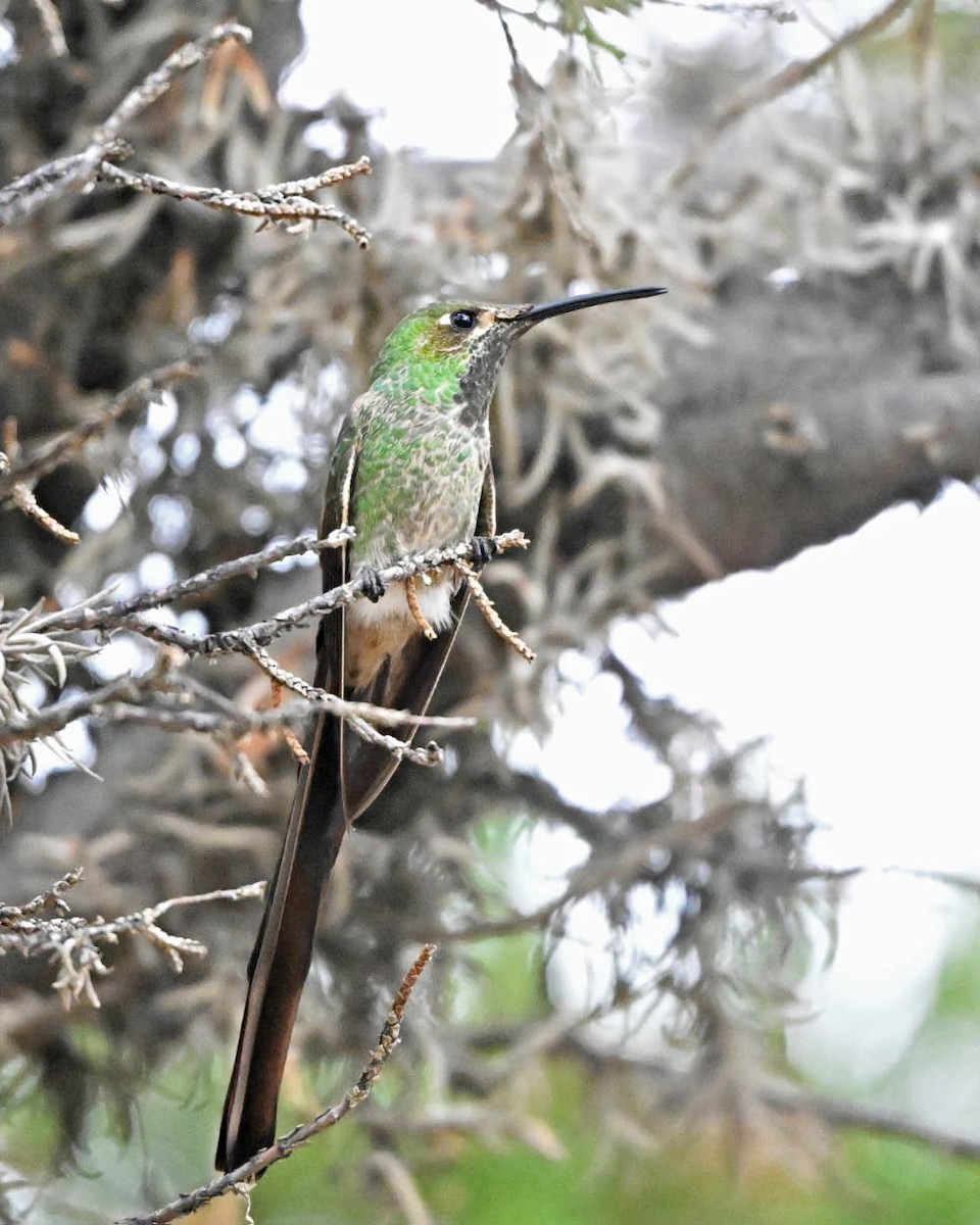 Colibri sapho - ML654985092