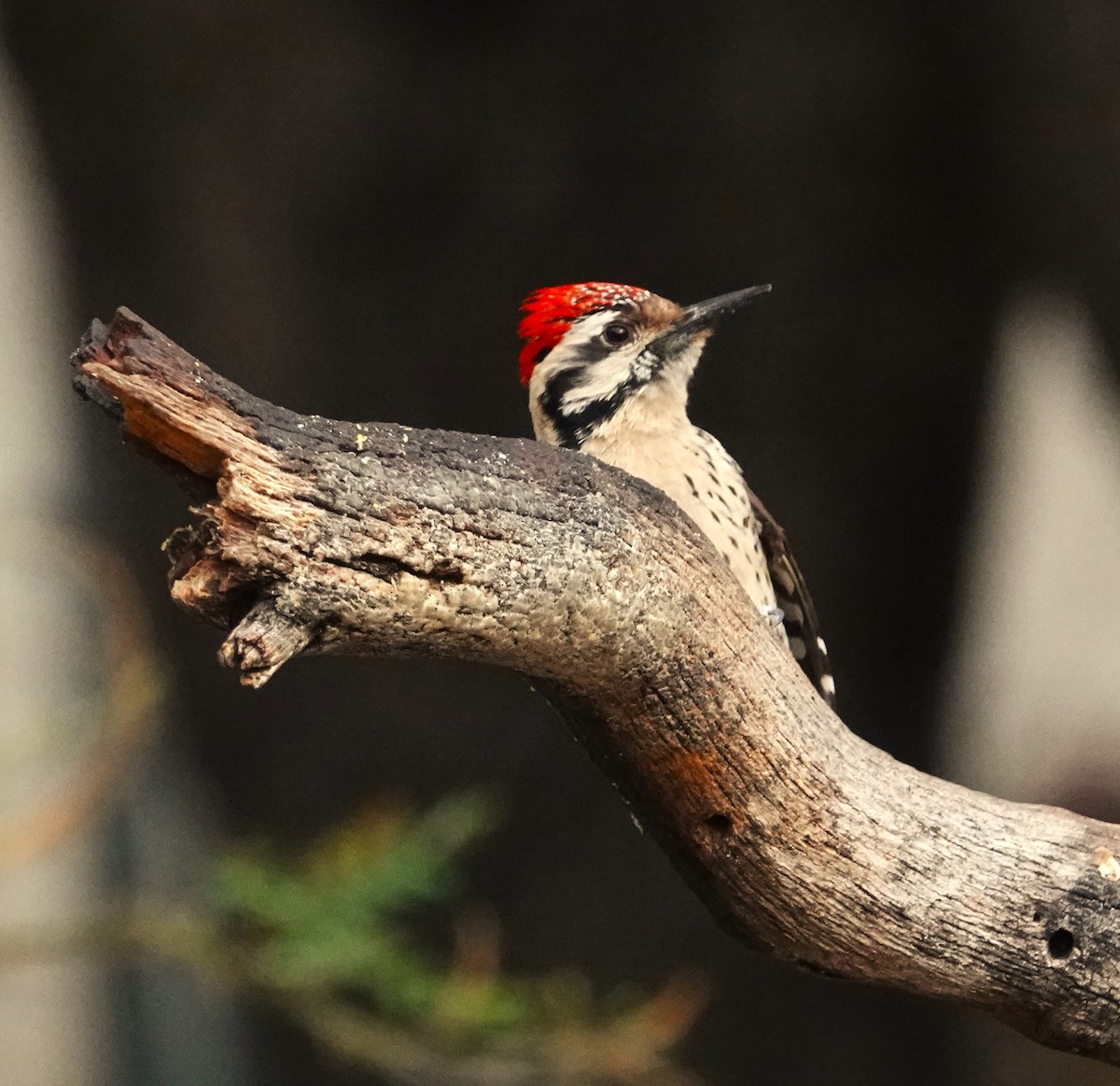 Ladder-backed Woodpecker - ML654986370