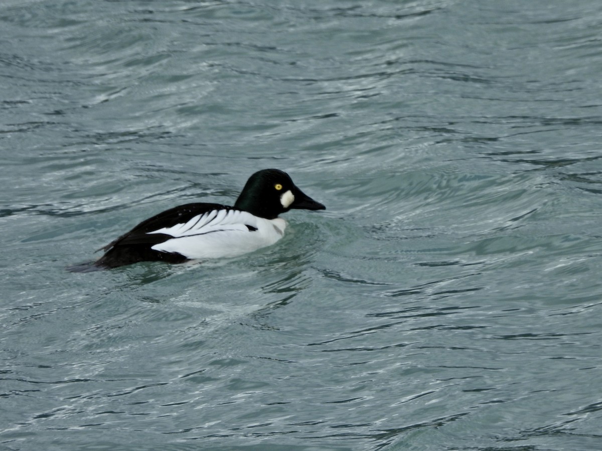 Garrot à oeil d'or - ML654986747