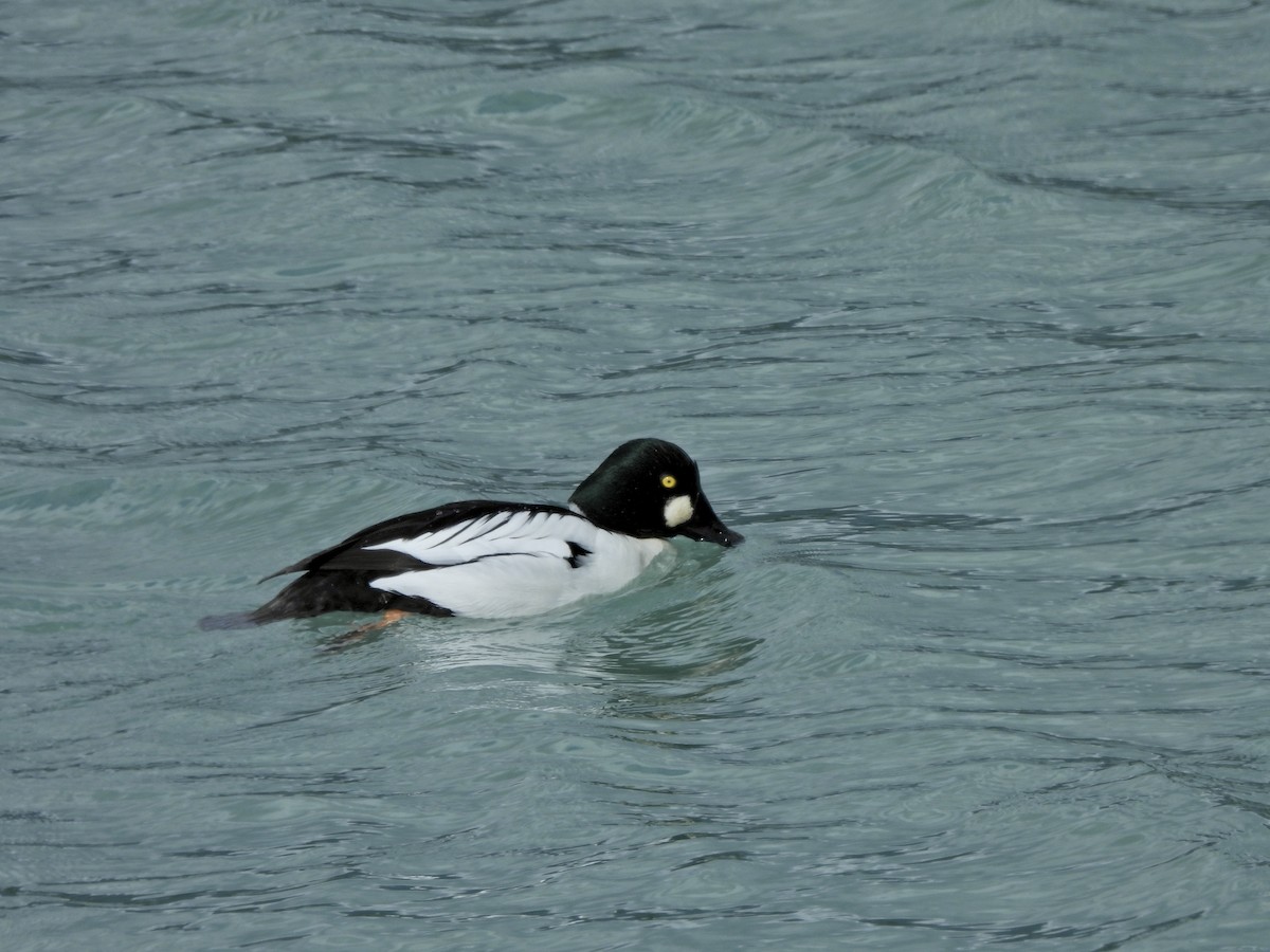 Garrot à oeil d'or - ML654986752