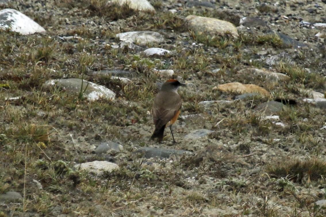 Cinnamon-bellied Ground-Tyrant - ML654986915