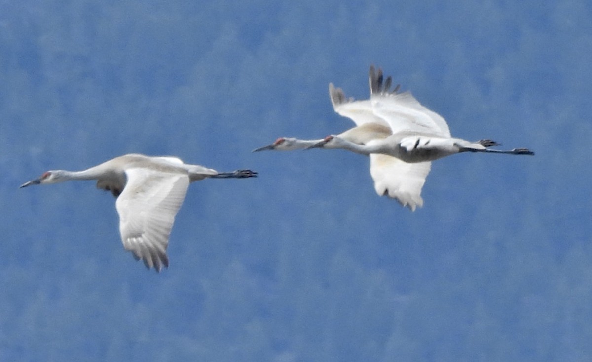 Grue du Canada (canadensis) - ML654986929