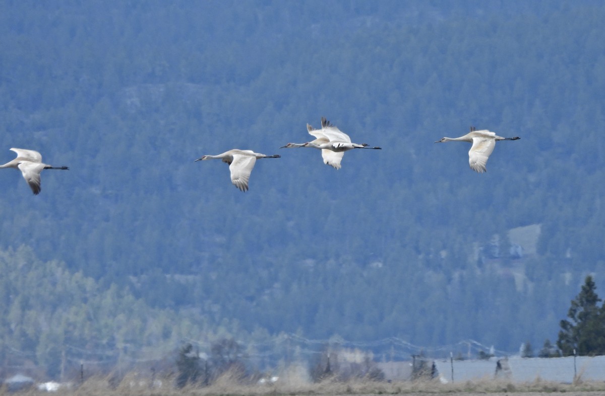 Grue du Canada (tabida/rowani) - ML654986936