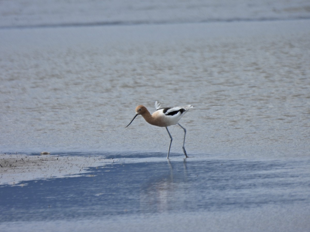 Avocette d'Amérique - ML654986945