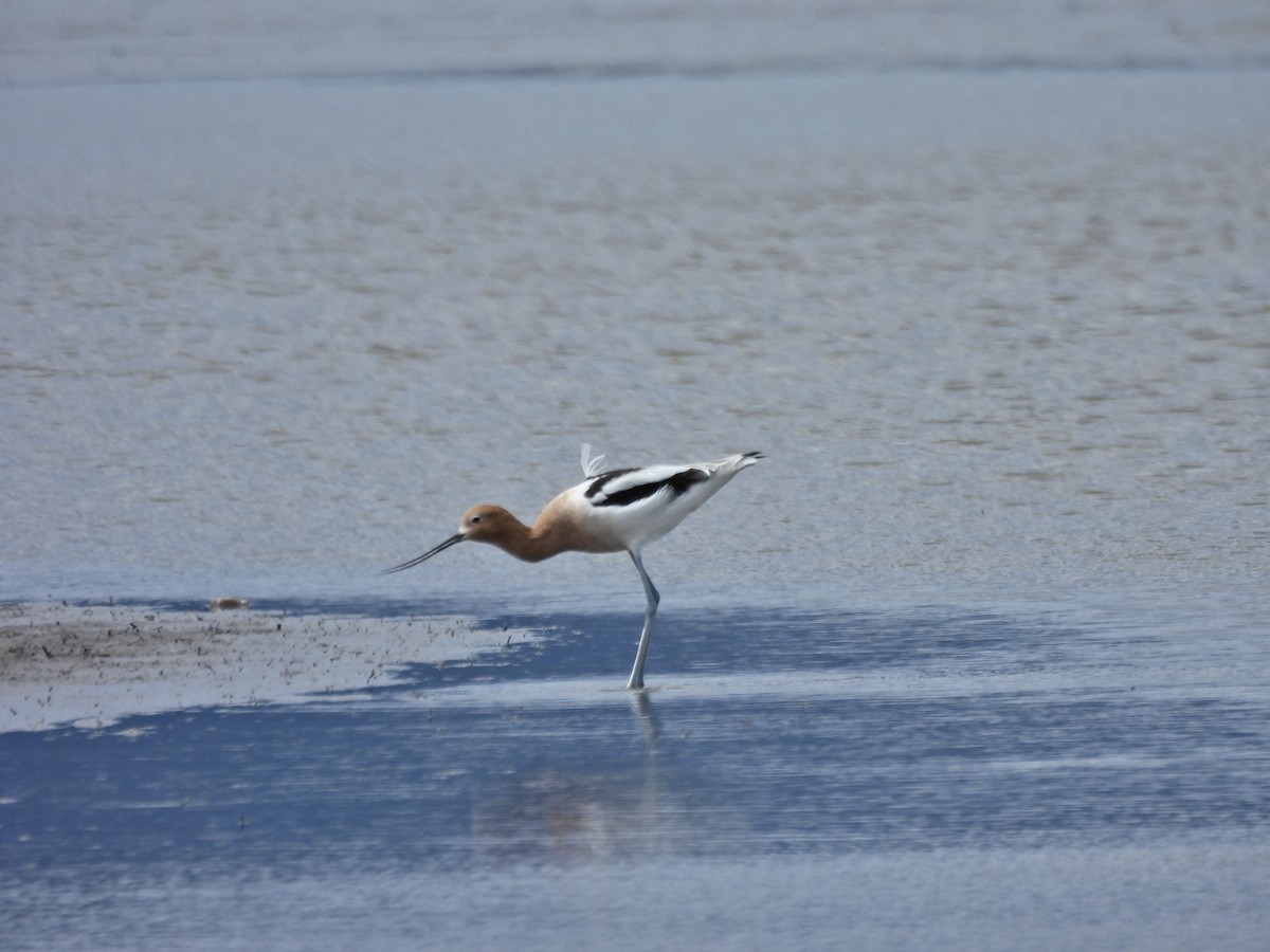 Avocette d'Amérique - ML654986946
