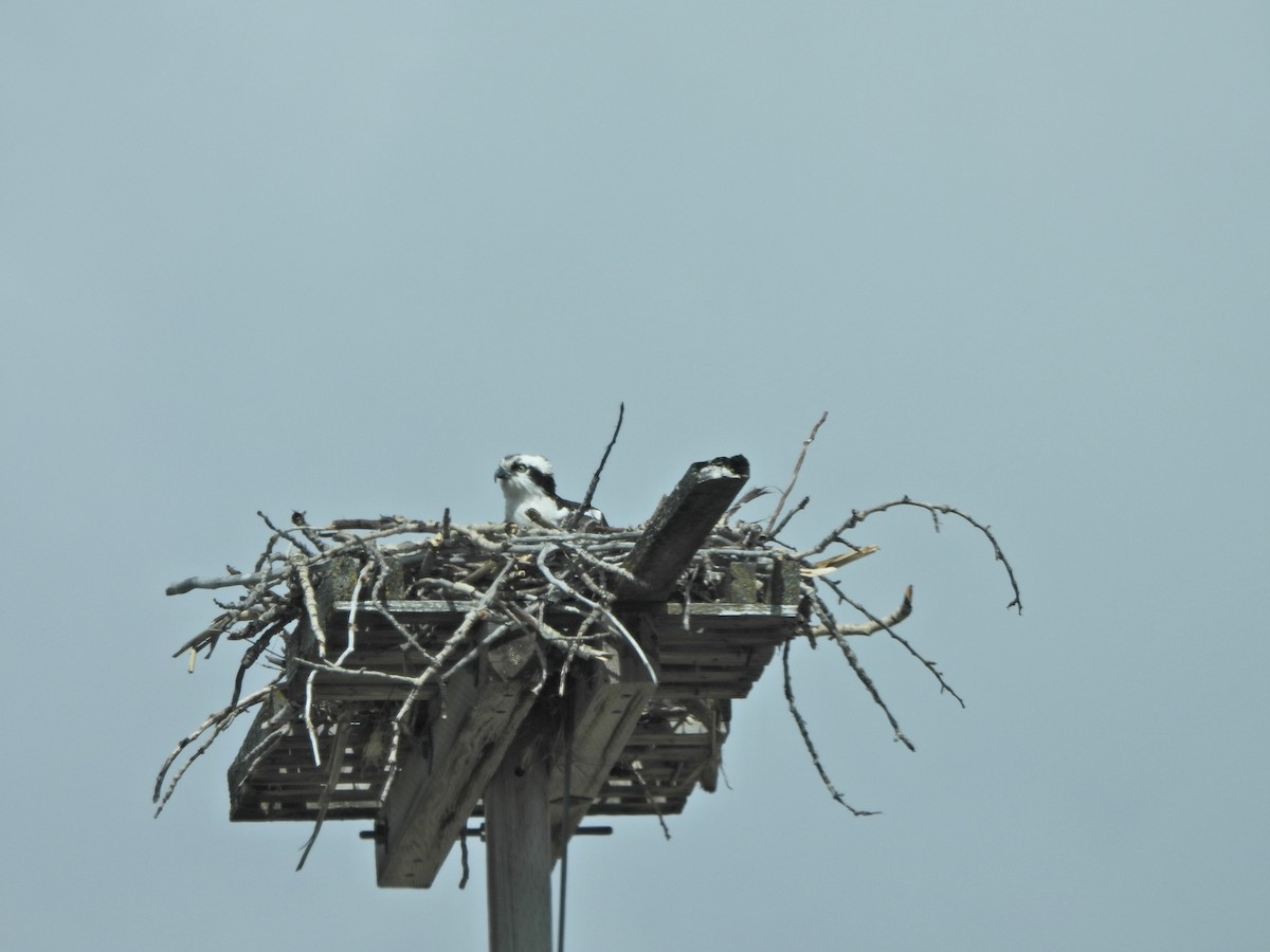 Balbuzard pêcheur - ML654986956