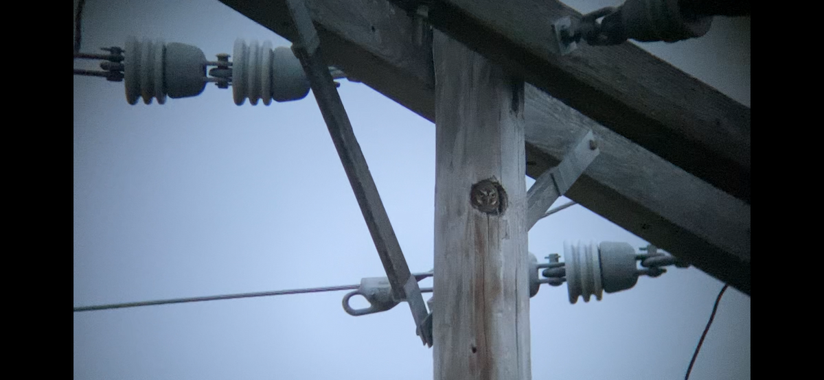 Elf Owl - ML654987901