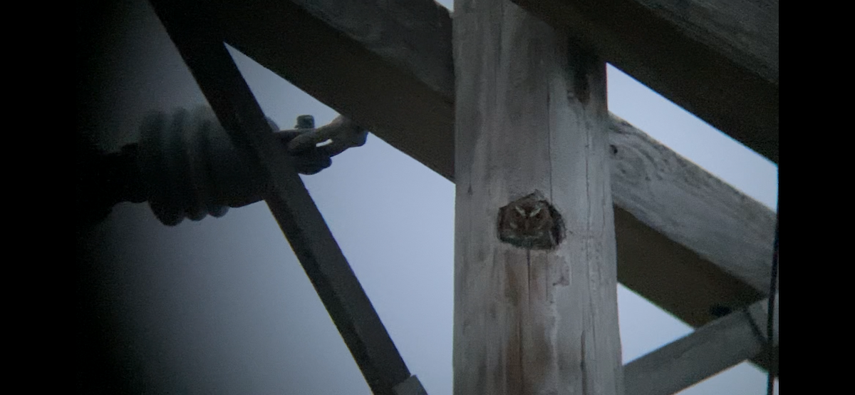 Elf Owl - ML654987902