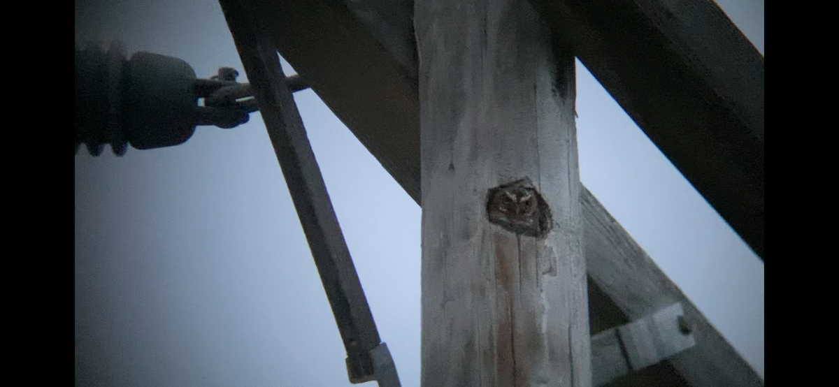 Elf Owl - ML654987903