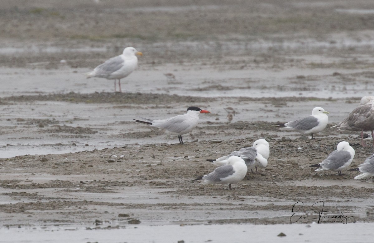 Caspian Tern - ML65498821