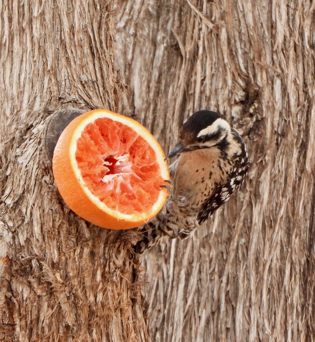 Ladder-backed Woodpecker - ML654988309