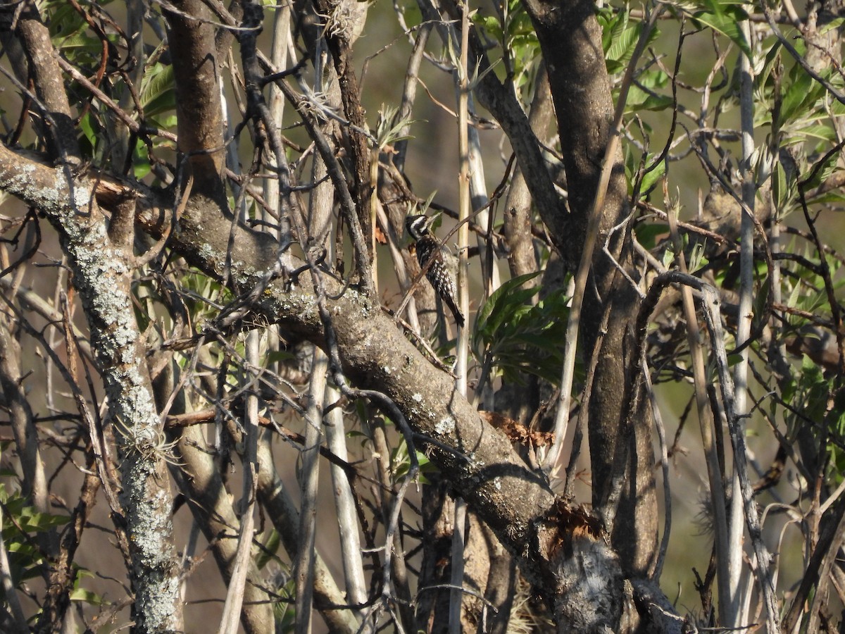 Ladder-backed Woodpecker - ML654988753