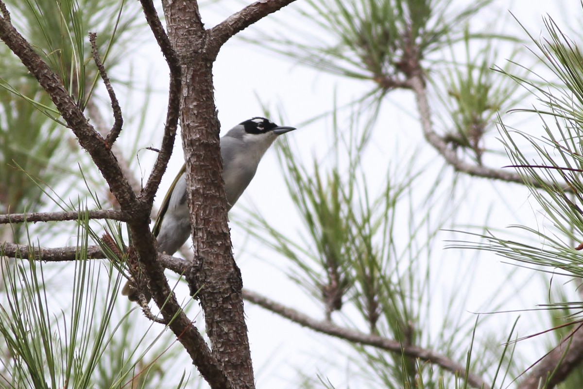 Black-crowned Palm-Tanager - Alex Lamoreaux