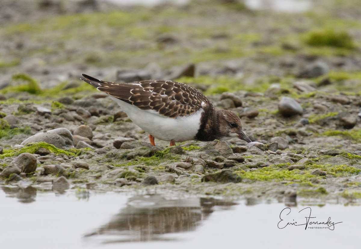 Ruddy Turnstone - ML65498931