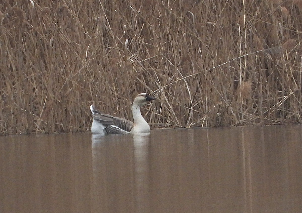 Ánsar Cisnal (variedad doméstica) - ML654991189