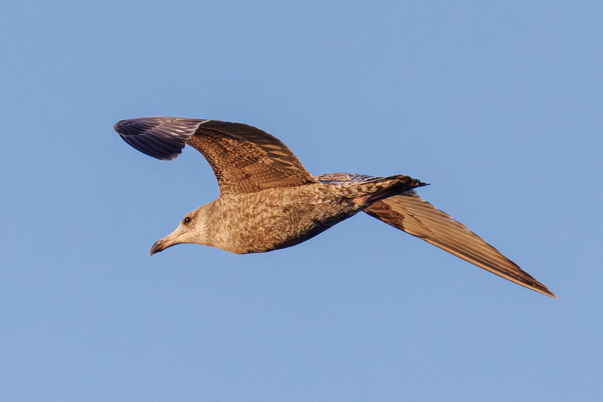 racek sp. - ML654991463