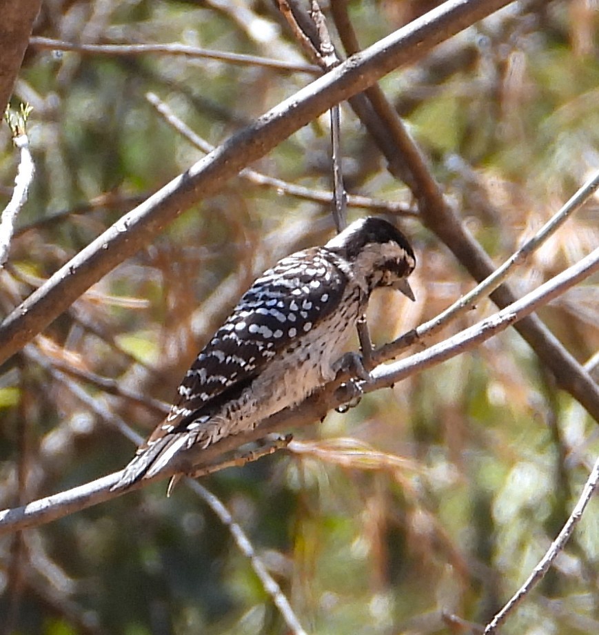 Ladder-backed Woodpecker - ML654991903