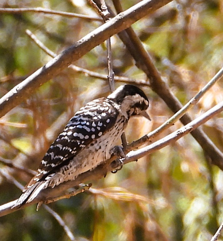 Ladder-backed Woodpecker - ML654991905