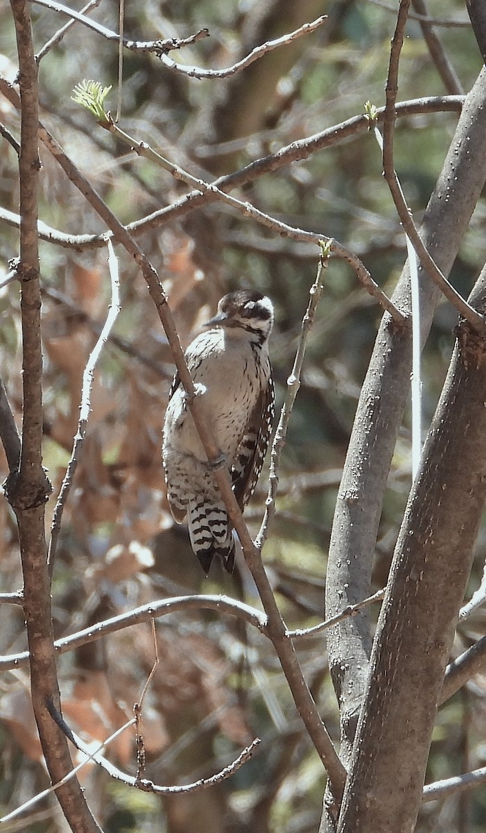 Ladder-backed Woodpecker - ML654991906