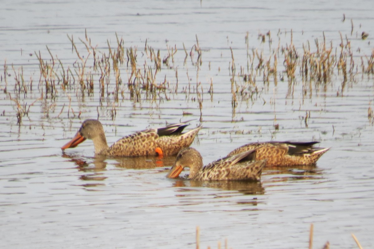 Northern Shoveler - Ann Marie Wood