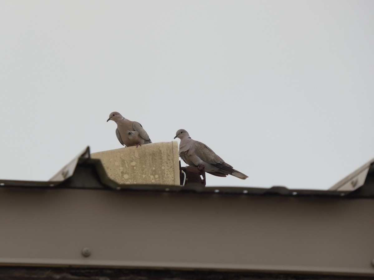 Eurasian Collared-Dove - ML654993142