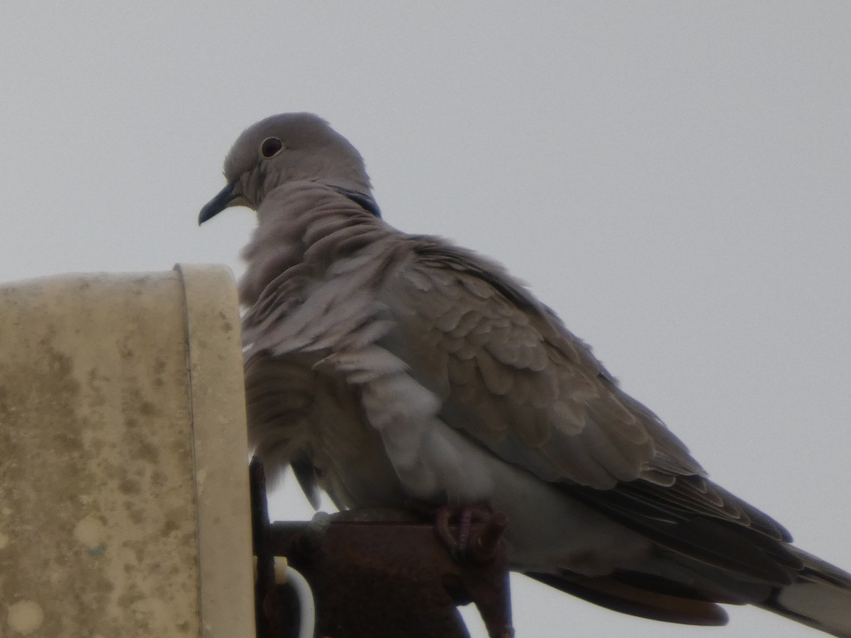 Eurasian Collared-Dove - ML654993143