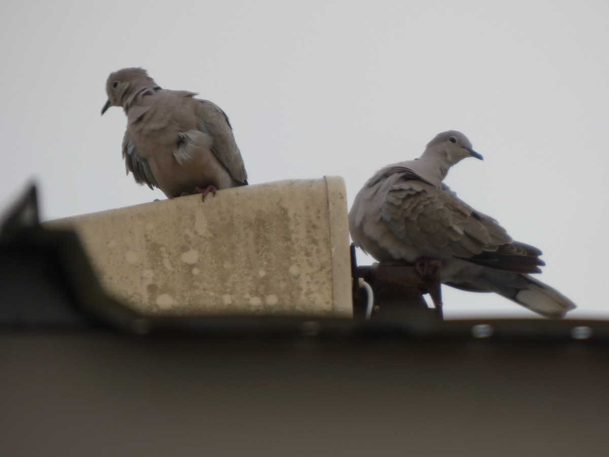 Eurasian Collared-Dove - ML654993145