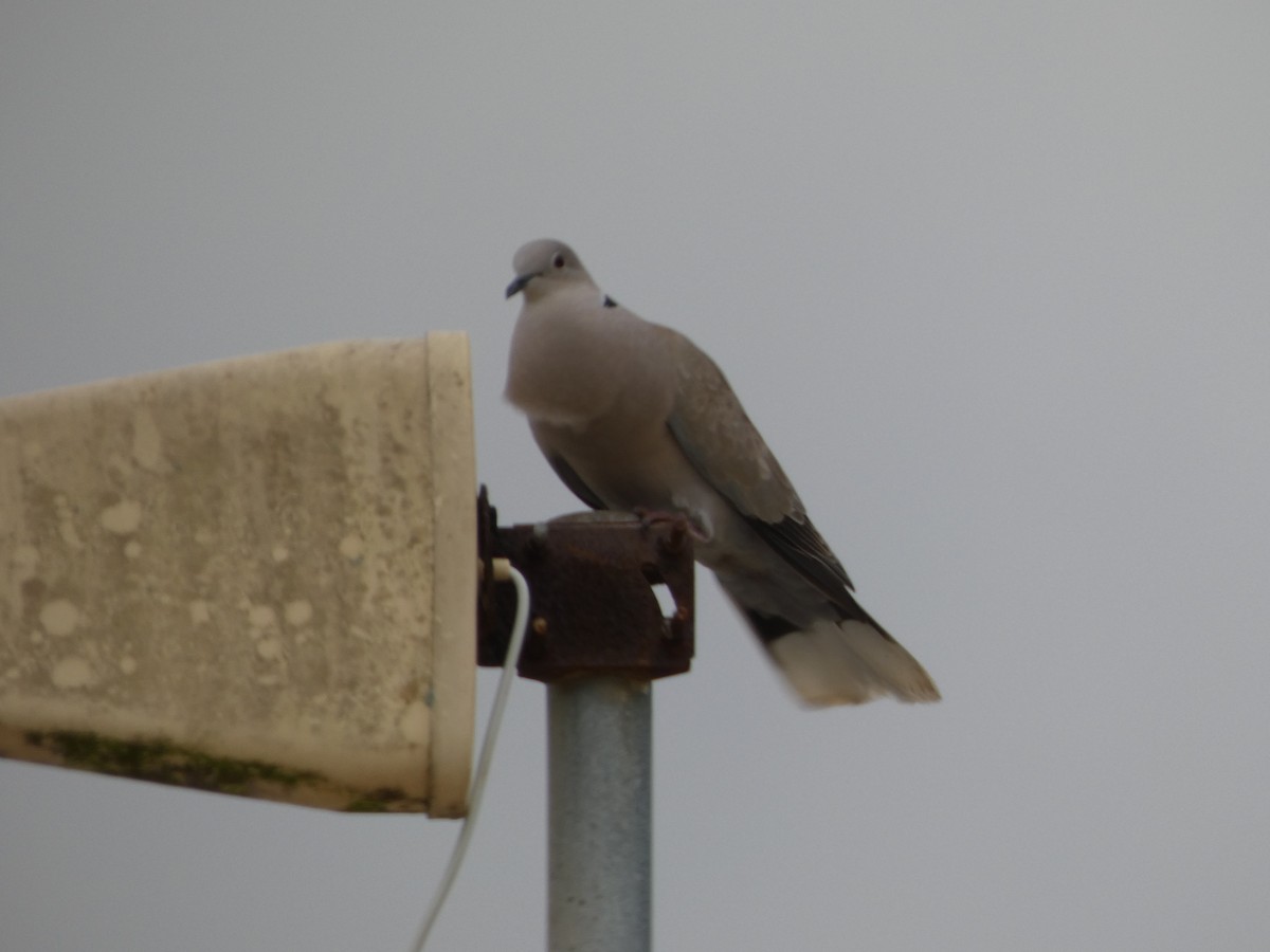 Eurasian Collared-Dove - ML654993147