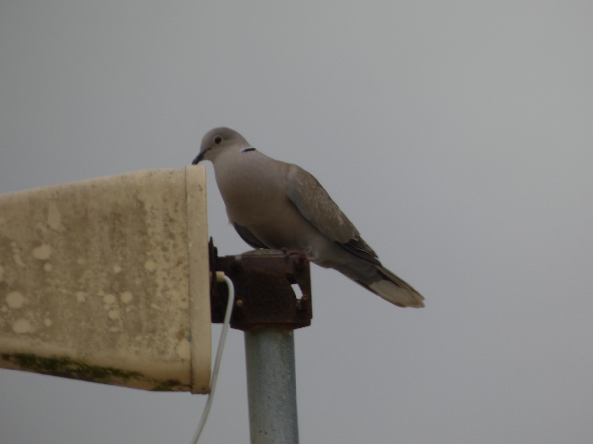 Eurasian Collared-Dove - ML654993148