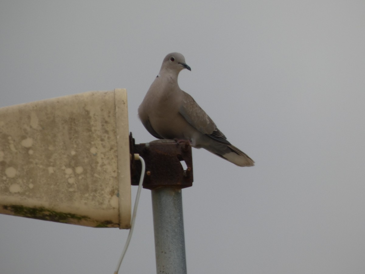 Eurasian Collared-Dove - ML654993149