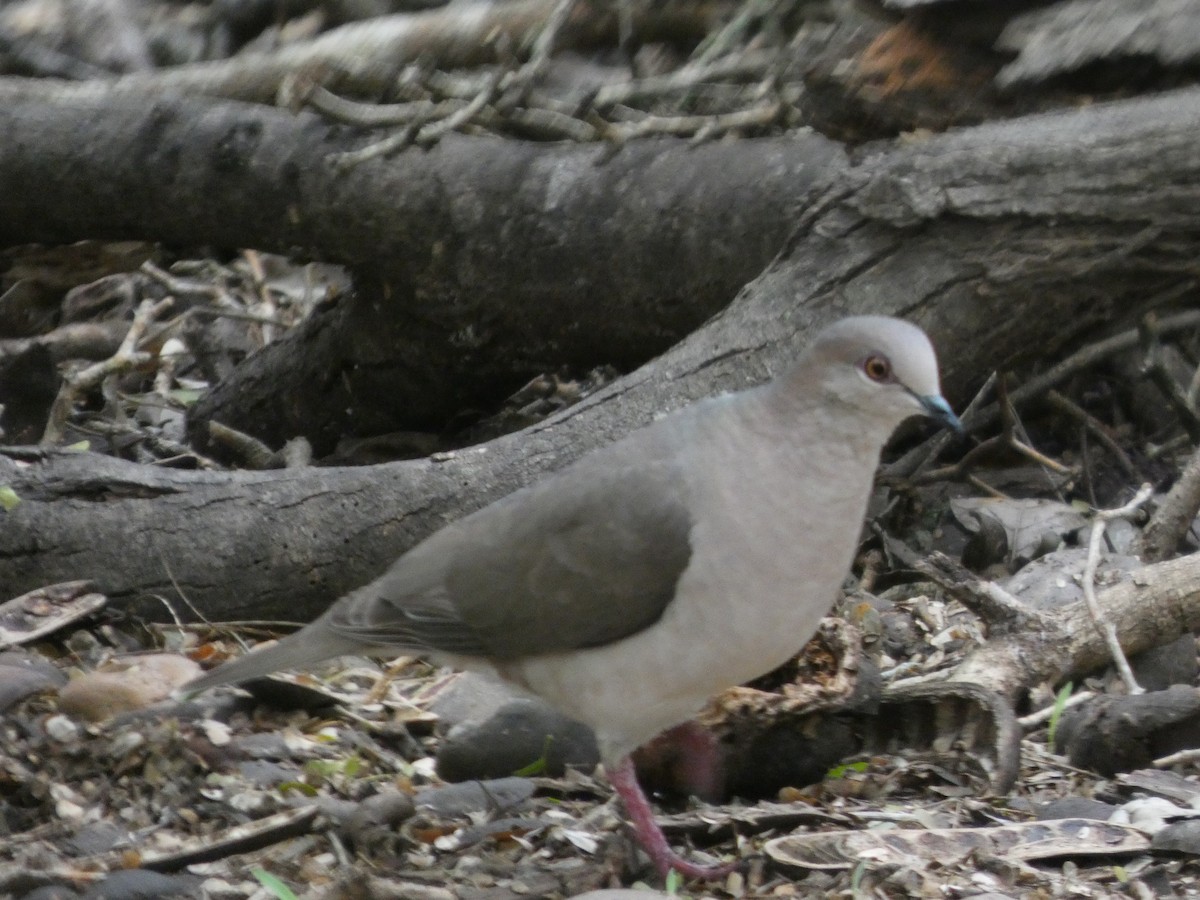 White-tipped Dove - ML654993174