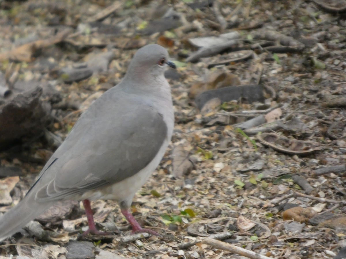 White-tipped Dove - ML654993175