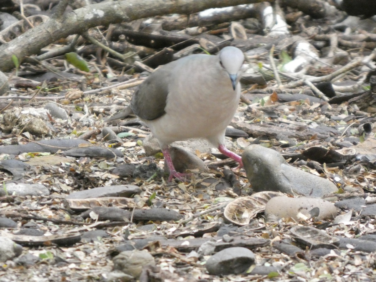 White-tipped Dove - ML654993176