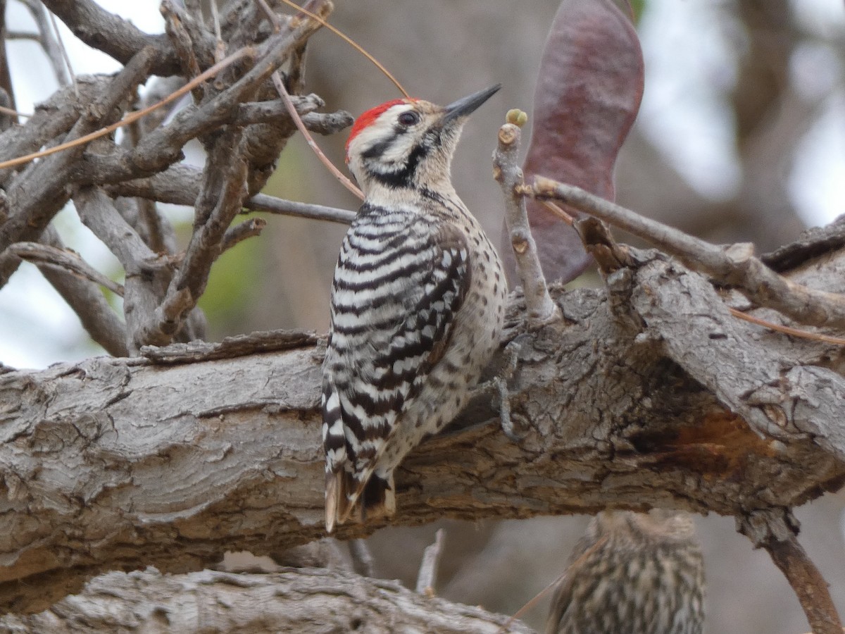 Ladder-backed Woodpecker - ML654994608