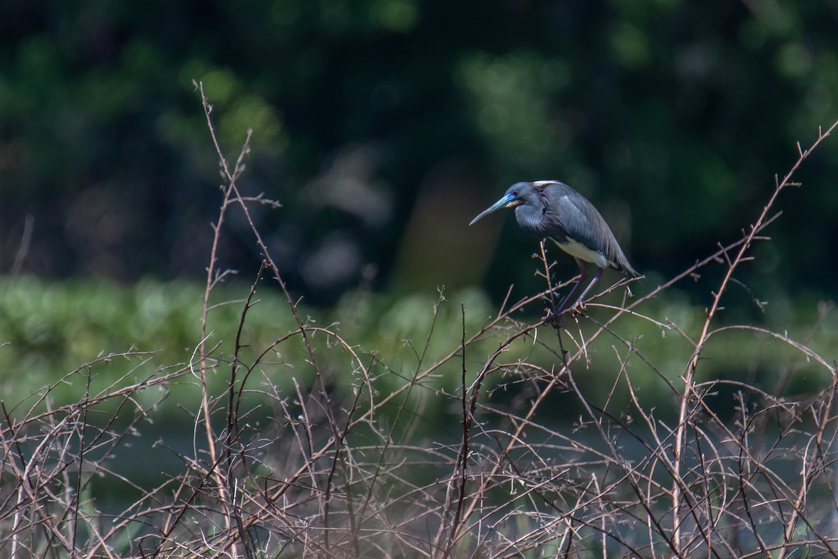 Tricolored Heron - ML654994637