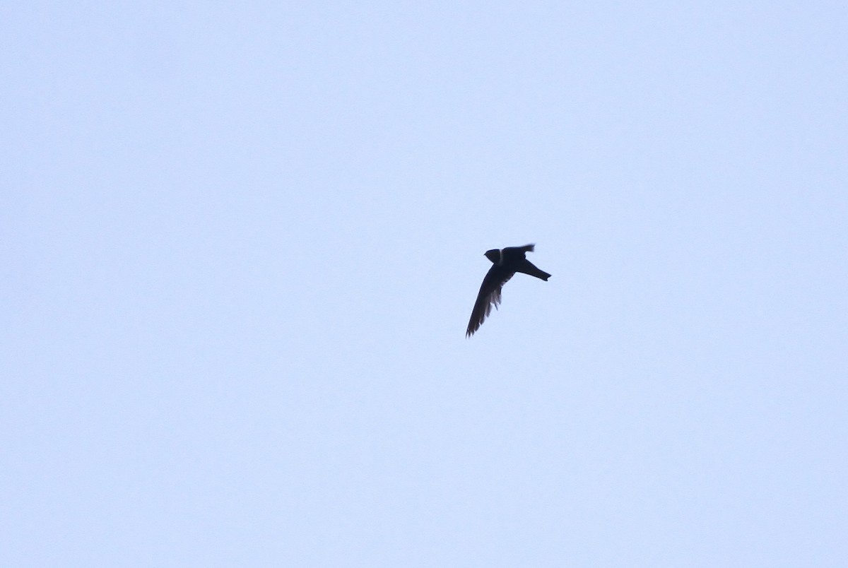 White-collared Swift - ML65499571